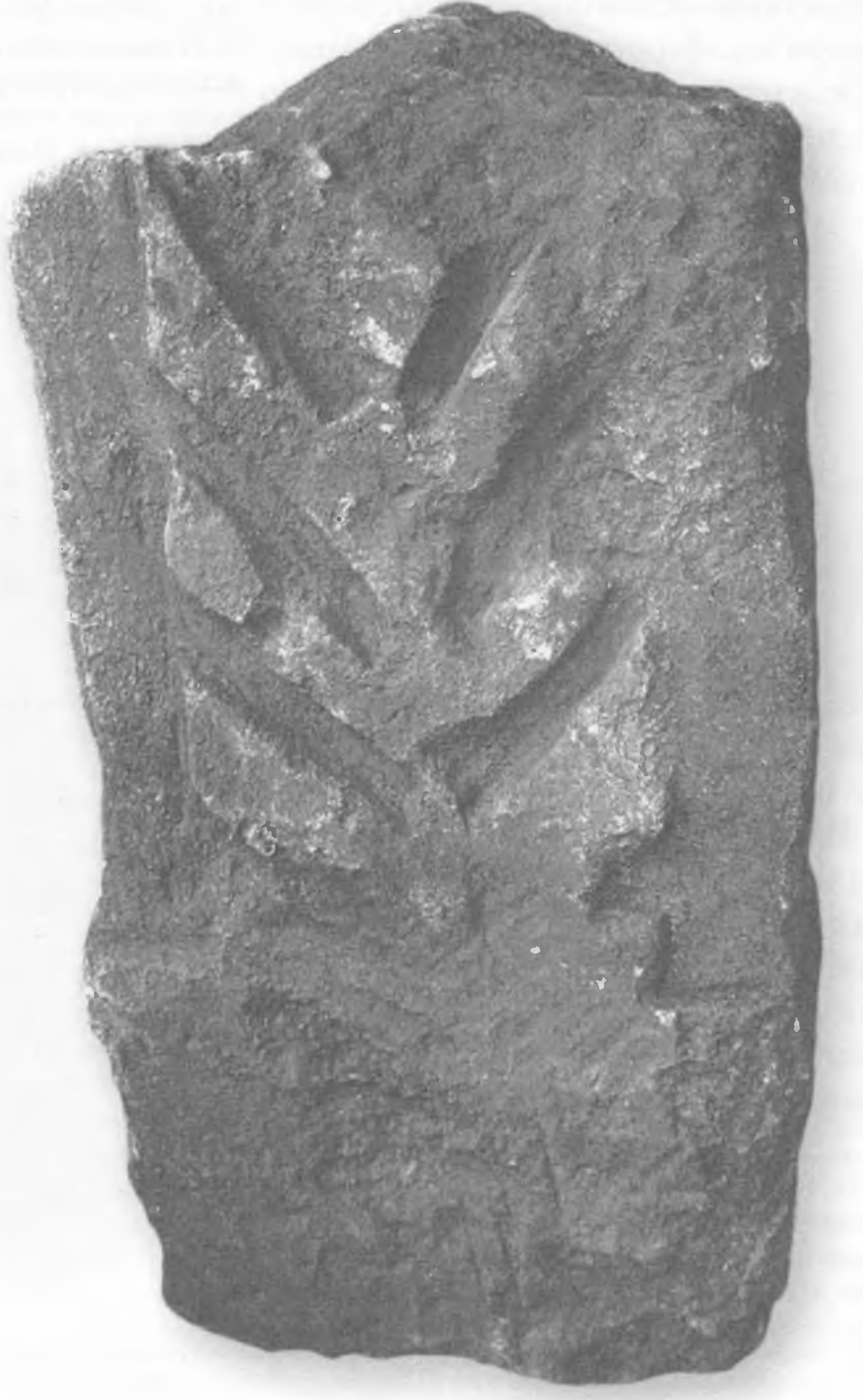 Еврейское надгробие с изображением семисвечника из лапидария Центрального музея Тавриды в Симферополе. Место находки не известно